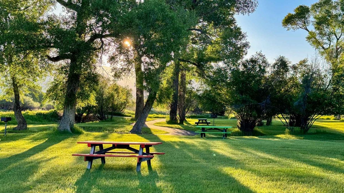 green grass and trees